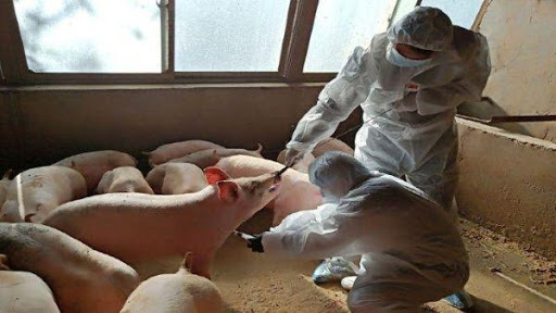 Gripa Porcina - investigación